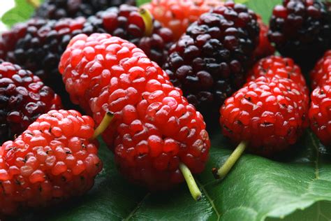 mulberry cultivation in china